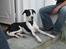 Blanding af racer Bella R.I.P. - Ligger lige og holder med MIN hovedgade... 