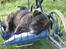 Blanding af racer Luna (R.I.P aflivet 17/1-17) - dejligt med en lur under barnevognen.