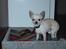 Chihuahua Mikki