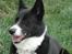 Karelsk bjørnehund Talli R.I.P 21 maj 2010