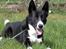 Karelsk bjørnehund Talli R.I.P 21 maj 2010