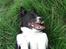 Karelsk bjørnehund Talli R.I.P 21 maj 2010 - Nyt