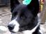 Karelsk bjørnehund Talli R.I.P 21 maj 2010