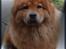 Chow chow tulle