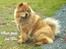 Chow chow tulle - mon der kommer nogen og vil snakke med mig.