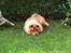 Chow chow tulle - rart at ligge i fred og ro