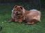 Chow chow tulle