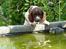 Engelsk springer spaniel mickey - <h1> Mickey <33