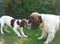 Engelsk springer spaniel mickey - giv mig den så rico 
