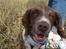 Engelsk springer spaniel mickey - hahaha