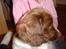 Engelsk springer spaniel mickey