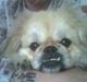 Pekingeser Lotus