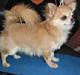 Chihuahua Teddy
