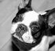 Fransk bulldog Finn