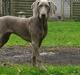 Weimaraner Lilo