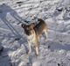 Dansk svensk gaardhund MOLLY + R. I. P 13/11-19 
