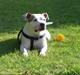 Amerikansk staffordshire terrier chika fik fred 23-03/10