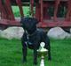 Staffordshire bull terrier  Engelsk Lemon