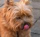 Cairn terrier Mathe