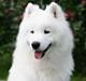 Samojedhund Kiaks Kenzo of Dancer