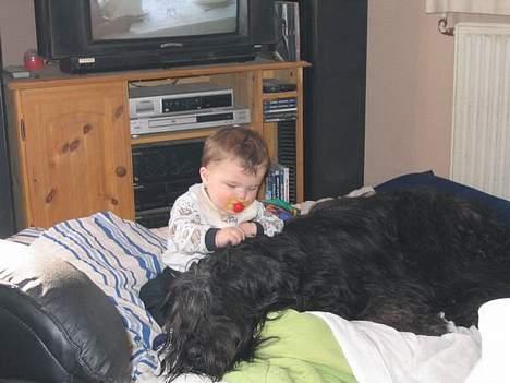 Briard Cody billede 4
