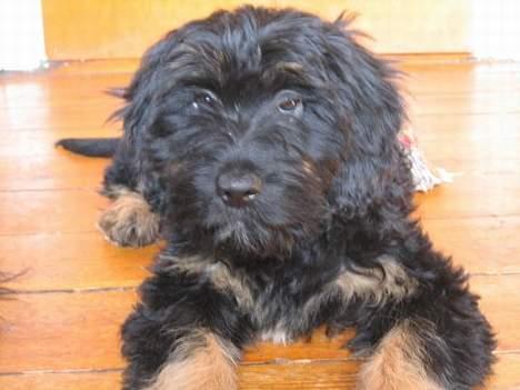 Cao da serra de aires Thea billede 1