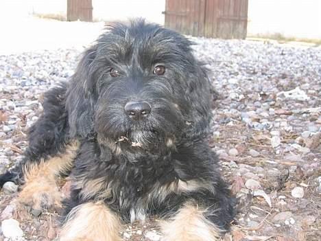 Cao da serra de aires Thea billede 2
