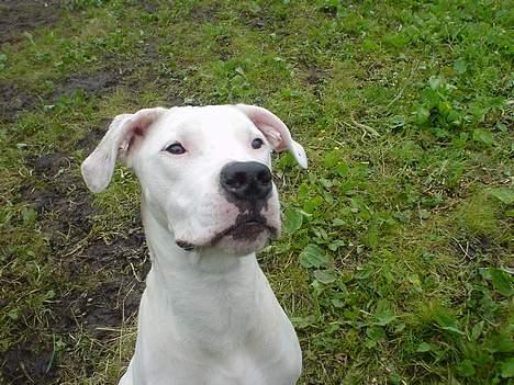 Dogo argentino Whopey/død - Se hvor interesseret hun er! Kunne det være pga en godbid? billede 9