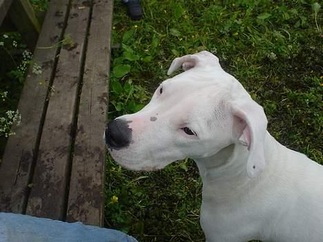 Dogo argentino Whopey/død - Og egentlig så ville hun hellere sidde på bænken end på jorden! Så de små hvide  fusser ikke bliver beskidte! billede 11