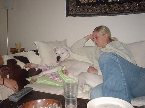 Dogo argentino Whopey/død - Her er hun så på besøg i Ålborg! I majbritts sofa! Bedre end gulvet! billede 12