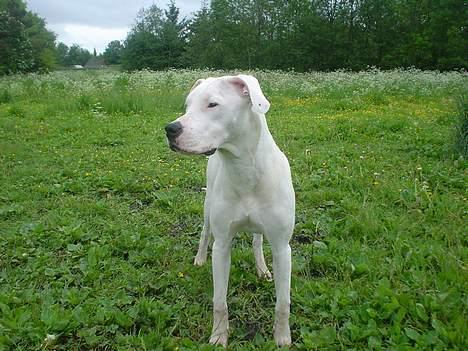 Dogo argentino Whopey/død - Model foto! Smiler... billede 13