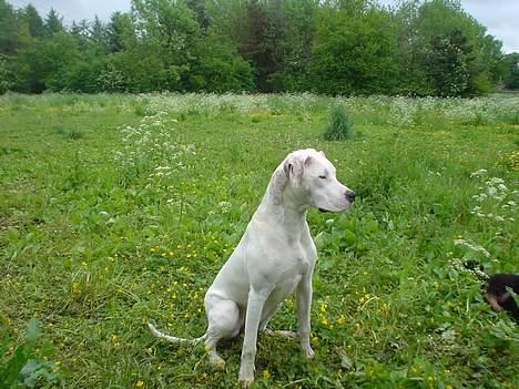 Dogo argentino Whopey/død - Sidder bedst på numsen! De andre hunde er måske lidt for vilde! billede 14