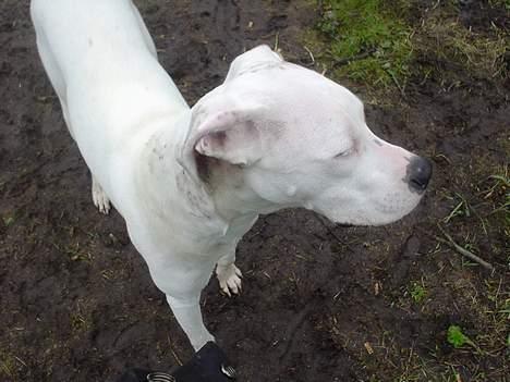 Dogo argentino Whopey/død - Du er IKKE interessant! billede 15