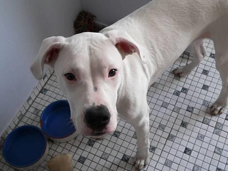 Dogo argentino Whopey/død - Close up! billede 17