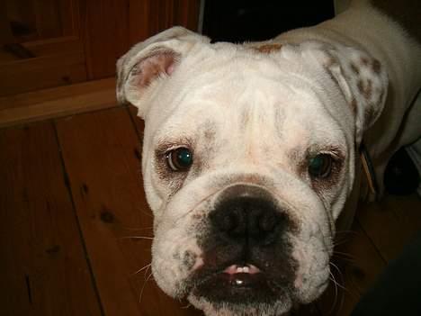Engelsk bulldog Bertha billede 12