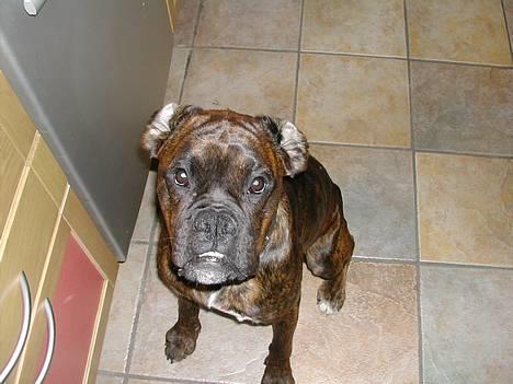Boxer tyson - se hvor flot jeg er:)         billede 12