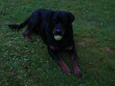 Rottweiler Merlot billede 11