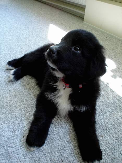 Blanding af racer Bella - Så er jeg faldet  godt til i mit nye hjem :) billede 4