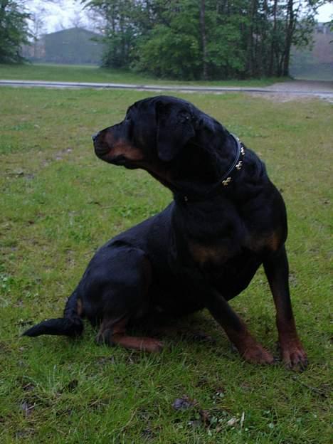 Rottweiler Merlot billede 13