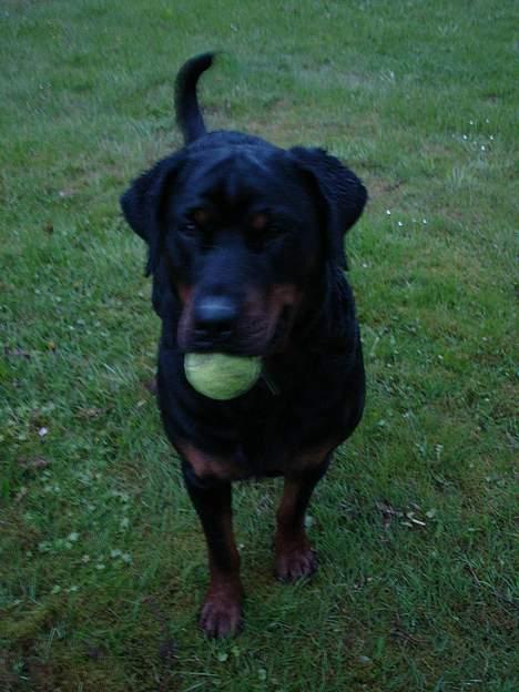 Rottweiler Merlot billede 14