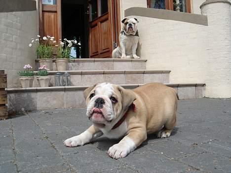 Engelsk bulldog Munthe - Aaaangrib kamera´et.... billede 18