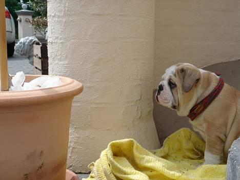 Engelsk bulldog Munthe - Hmm... Det der ser spændende ud måske???? billede 19