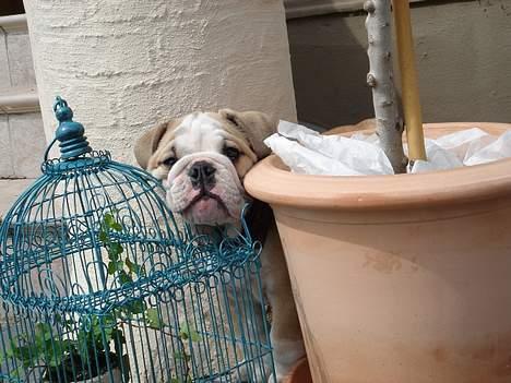 Engelsk bulldog Munthe - Åhhh.... nej tænkte nok jeg skulle have ladet være.... billede 20