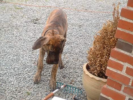 Grand danois Cleo *DØD* - Cleo, som hvalp! billede 11