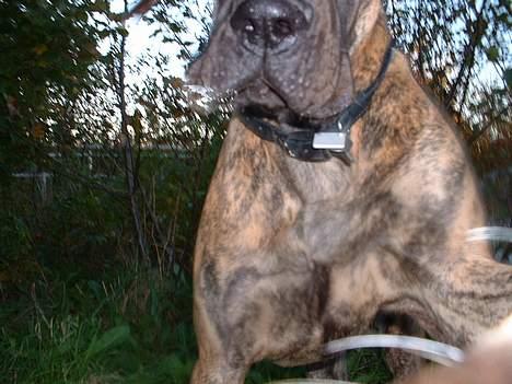 Grand danois Cleo *DØD* - Aaaaaarh....! Cleo Attack! billede 12