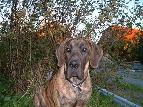 Grand danois Cleo *DØD* - Smukke Cleo! SMiiiiiL!!!! billede 13