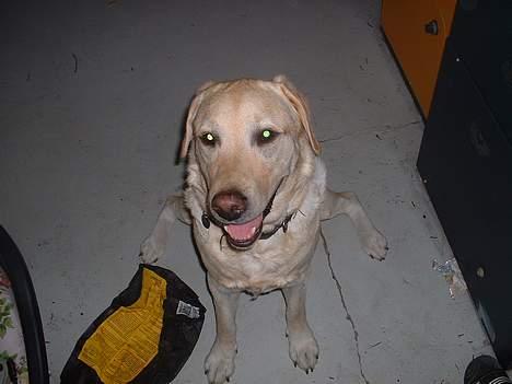 Labrador retriever Wakey *DØD* - Wakey! sid ordentligt med de bagben! billede 8