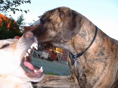 Labrador retriever Wakey *DØD* - Grrrrrrr..... HAPS! (lad dig ikke narre af hans søde ydre hehe...) billede 9