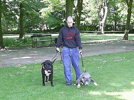 Blanding af racer cæzar(død) billede 7