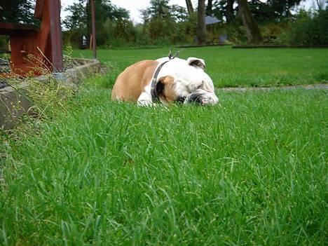 Engelsk bulldog Diesel - Hygge på plænen... billede 20